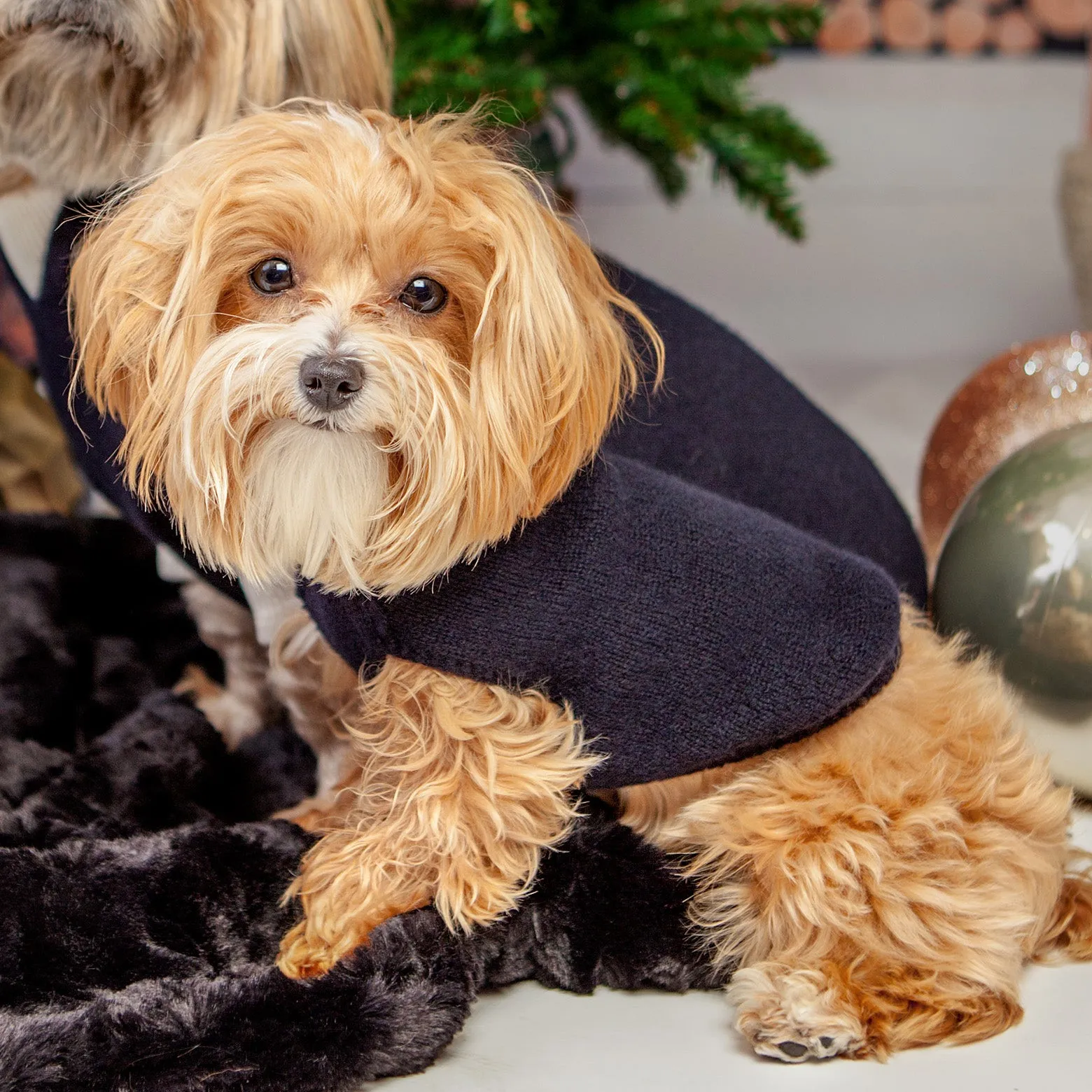 The Marmalady Cashmere Dog Hoodie in Midnight (Made in NYC) (FINAL SALE)