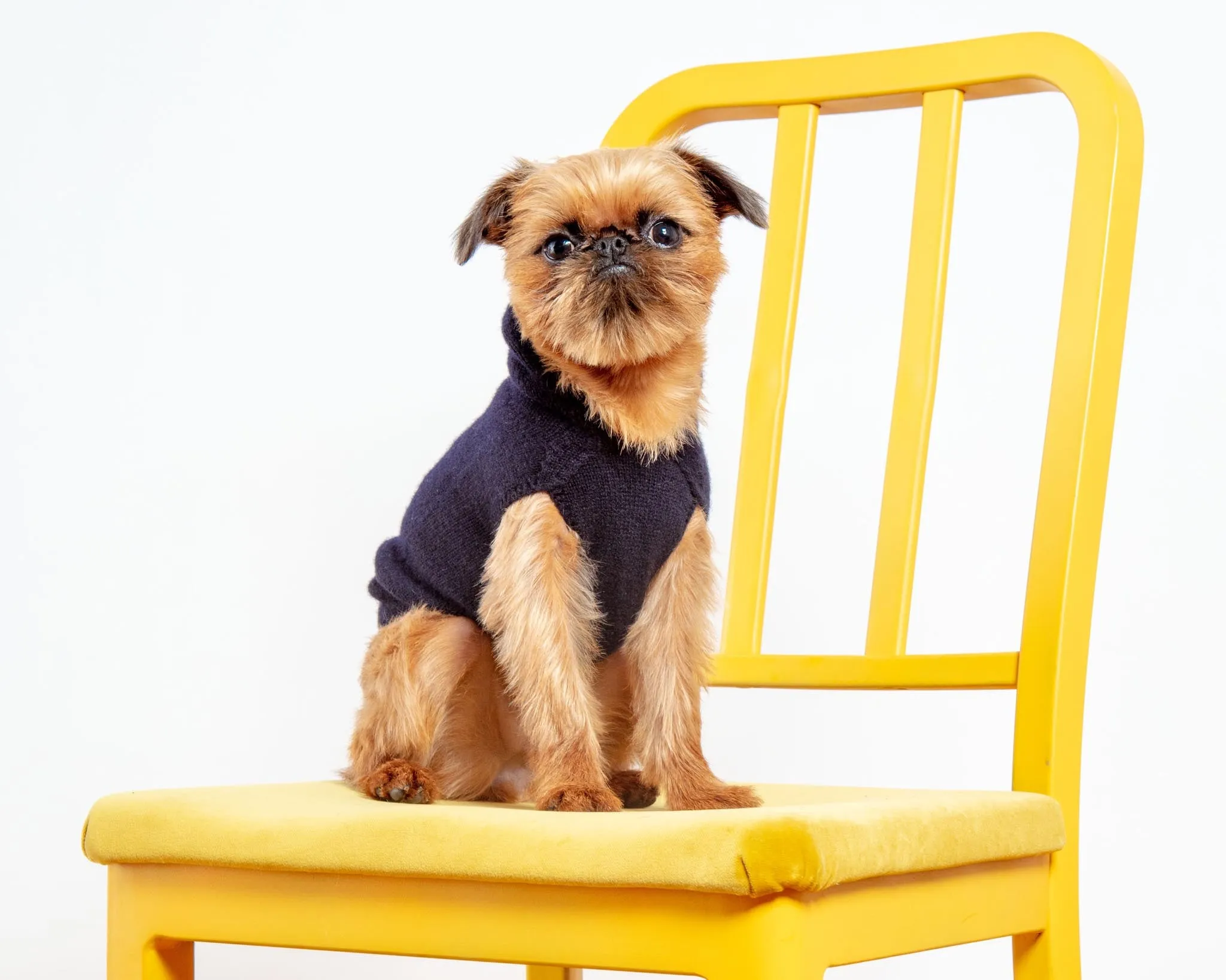 The Marmalady Cashmere Dog Hoodie in Midnight (Made in NYC) (FINAL SALE)